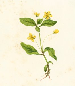 Wood Loosestrife, Lysimachia Woods av English School